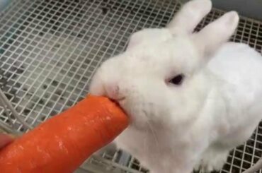 The Cutest Baby Rabbit || Funny Rabbit