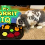 Testing my Rabbit's IQ | Puzzle game challenge | Bunny Toys