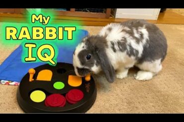 Testing my Rabbit's IQ | Puzzle game challenge | Bunny Toys
