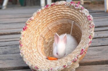 A cute bunny rabbit eating a carrot in a hat.