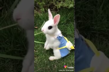 Cute rabbit eating grass