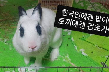 토끼의 일상/토끼키우기 토끼 건초먹이기 cute Bunny