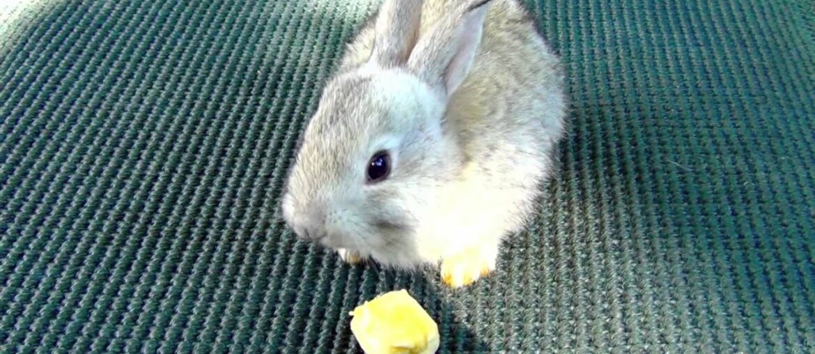 Baby Bunny Rabbit vs Banana