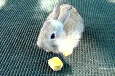 Baby Bunny Rabbit vs Banana