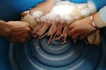 Day 5, The mommy rabbit is breast feeding to her baby rabbits