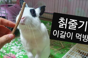토끼의 일상/토끼키우기 주딩이 칡줄기 먹방 cute Bunny ASMR