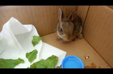 Rescued Baby Bunny Rabbit