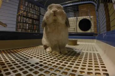 Cute Baby Holland Lop Bunny Rabbit