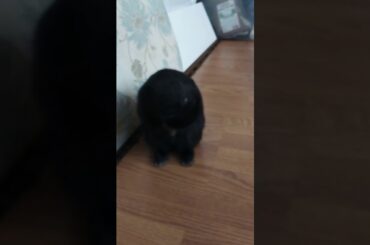 Cute bunny cleaning himself!