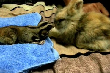 Cute Baby Bunny Meets Sugar Glider First Time - Cutest Bunny Rabbit