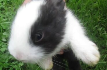 Rabbit - Baby Rabbit Cute