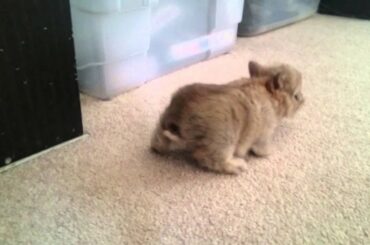 Cute 2 week old baby rabbit on an adventure