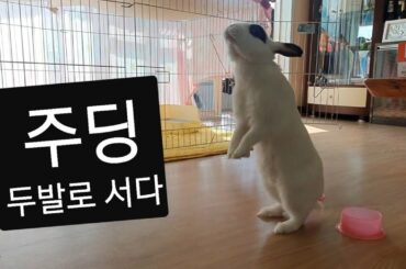 토끼의 일상/토끼 키우기 주딩 두발로서보자 cute Bunny~