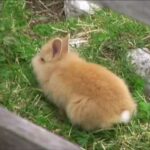 Cute Baby Rabbit - Tenero coniglietto di Montagna