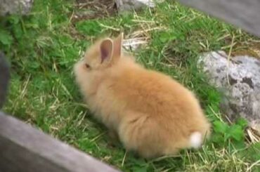Cute Baby Rabbit - Tenero coniglietto di Montagna