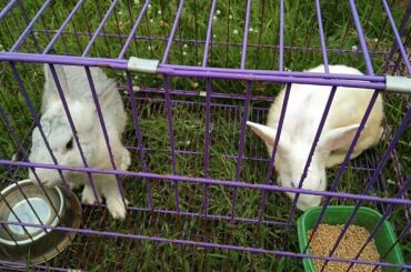 Cute bunnies #bunny
