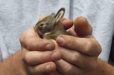 We Found Baby Bunnies