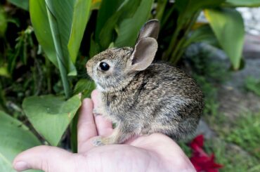 Caring for a Baby Cottontail Rabbit (Thumper)