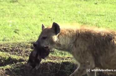 hyena mum protecting her little cute hyena baby
