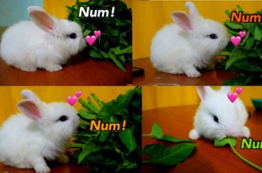 BABY BUNNY EATING VEGES FOR THE FIRST TIME❤️| SO CUTE!| WITH SUBTITTLES