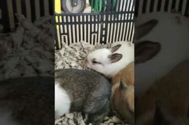 BUNNIES OPEN EYES