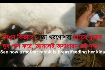 খরগোশের বাচ্চা কিভাবে দুধ পান করে দেখুন  ।। Cutest Baby Bunny Rabbit Compilation