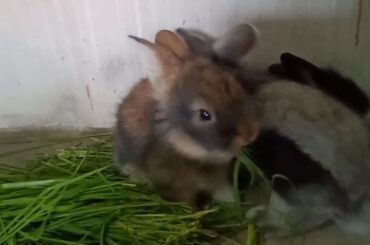 Cute rabbit