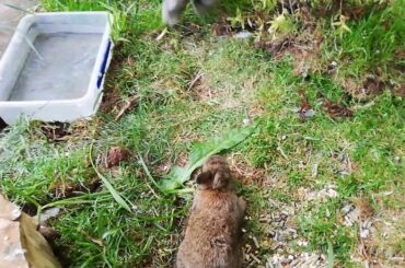 Cute baby rabbits!