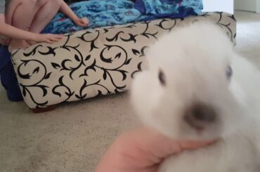 White baby bunny 🐇🐰🐇