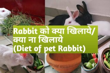 RABBIT को क्या खिलाये/ क्या ना खिलाये -  Rabbit Diet & Care