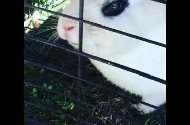 Cute bunny