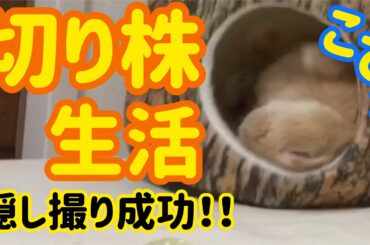 【うさぎ】ぴょんきち癒しの切り株生活【かわいい】Cute rabbit living on a stump #21