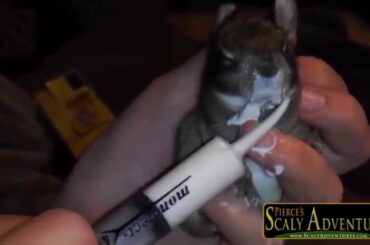 How To Feed An Orphaned Baby Rabbit!  A Scaly Adventures First!