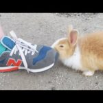 Rabbit Island Bunny Loves My Foot!