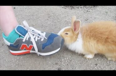 Rabbit Island Bunny Loves My Foot!