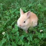 Ginger - 4 Week Old Netherland Dwarf Rabbit