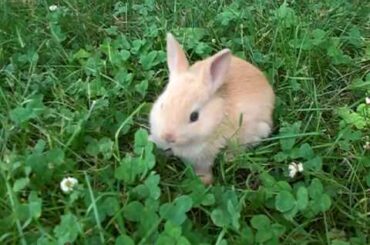 Ginger - 4 Week Old Netherland Dwarf Rabbit