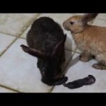 rabbit killed her babies bunny rabbit killed babies
