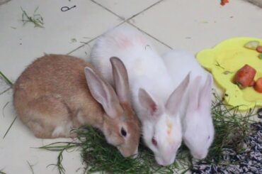 Cute Baby Rabbits Eating Grass | White Bunny Rabbit | Cute Bunny Eats Videos | Funny Animals Video