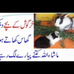 Cute Animal Rabbits ghas khate howe | new video | Funny Baby Bunny Rabbit Videos