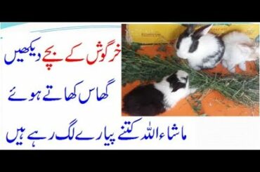 Cute Animal Rabbits ghas khate howe | new video | Funny Baby Bunny Rabbit Videos