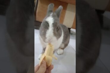 Cute Bunny eating a banana