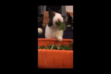 Baby bunny eats kale real cute!