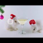 Merry christmas cute animals , funny couple of rabbit celebrating new year in . Drinking champagne