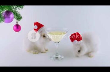 Merry christmas cute animals , funny couple of rabbit celebrating new year in . Drinking champagne