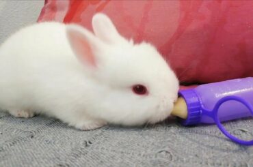 Conejitos bebés, empiezan a jugar! Baby bunnies playing. Día 17. 🍼🐇🐰