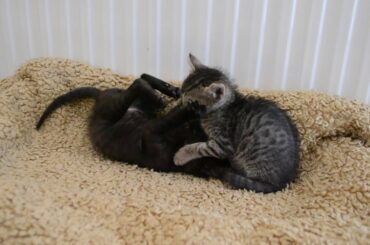 Bunny and Puma (cute cats)