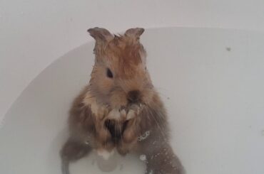 Baby bunnies having their first bath 🐰🐇🐰