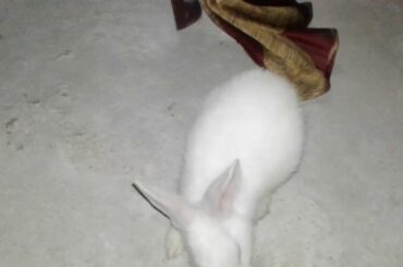 Cute Rabbit Name:jemy old:12 weeks