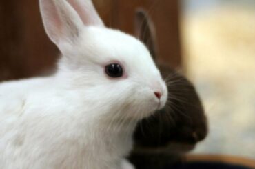 Baby bunny growing up 1 to 21 days